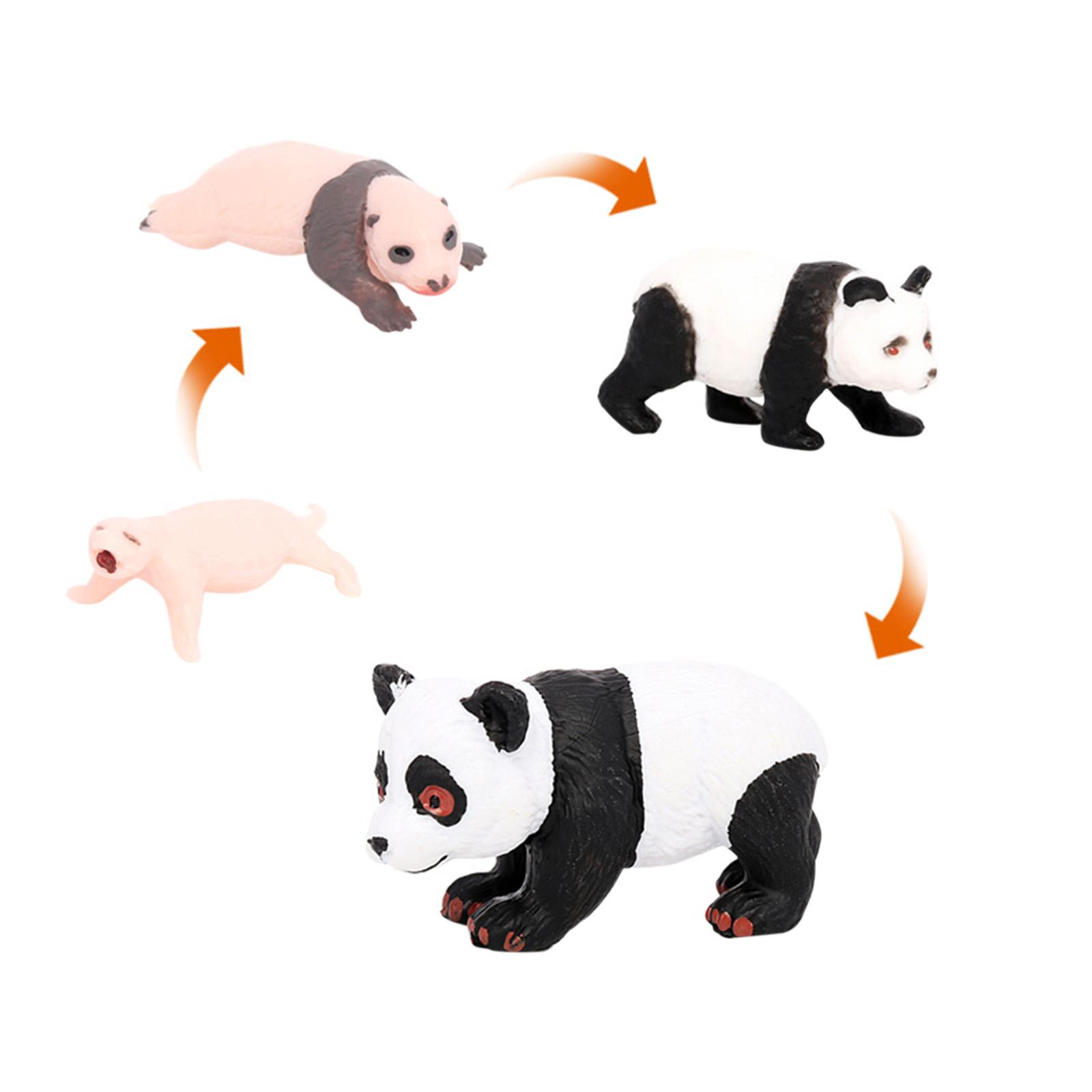 Model Siklus Hidup Hewan Panda - Kids Toys Cycle ulasan dan harga